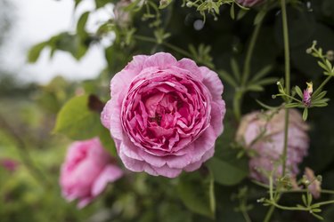 Close-up of pink peony in garden, Calverton, Nottingham, UK