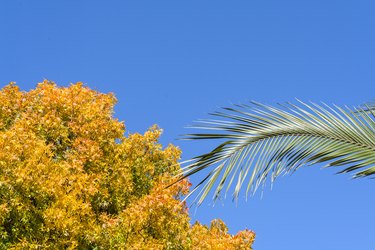 Chinese pistache tree and palm leaf in autumn