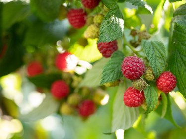 Organic Ripe and Ripening Raspberries on the Vine