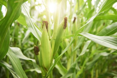 Close-up of corn cobs in field,