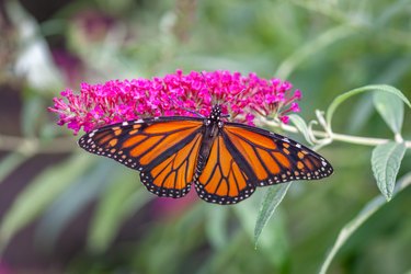 Papillon monarque, (Danaus plexippus), monarch butterfly,  Buddleia de David (Buddleja davidii).