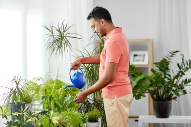 indian man watering houseplants at home