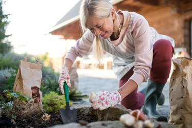 Senior woman planting bulbs outdoors in autumn garden, gardening concept.