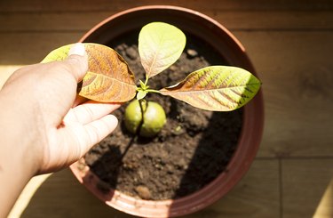 Avocado Home Plant Care