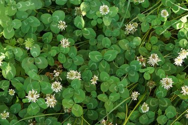 natural plant texture of white flowers on green small clover leaves