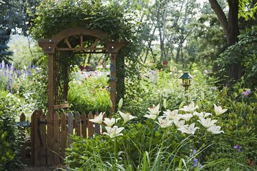 Centerfold Asiatic hybrid lily with vine covered arbor over gate leading to backyard garden