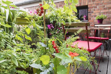 Various plants cultivated in balcony garden