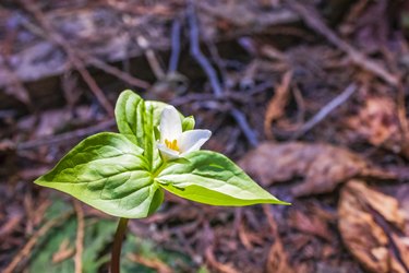 Trillium blooming