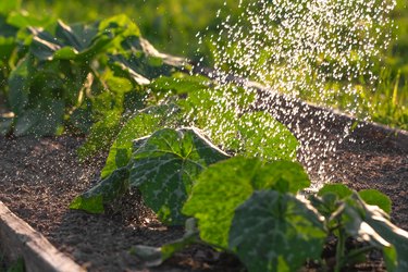 Watering the soil and fresh vegetable sprouts growing on the farm bed. Green marrow squash leaves sprinkled with water drops outdoors