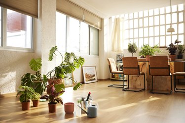 Potted Plants In Living Room