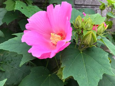 Rose of Sharon (Hibiscus syriacus)