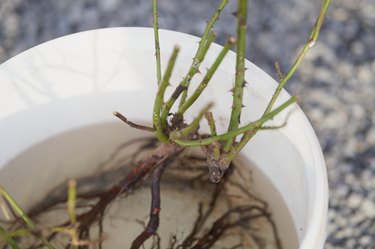 Soaking bareroot Graham Thomas rose