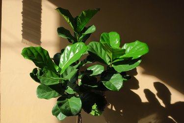 fiddle leaf fig tree with lighting and shadow