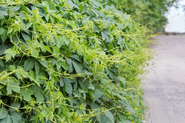 Hedge of maiden grapes with green leaves and young shoots