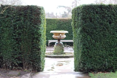 Garden path leading through a yew hedge to a large centrepiece urn
