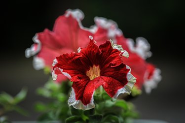 Close-up of a Petunia in the garden