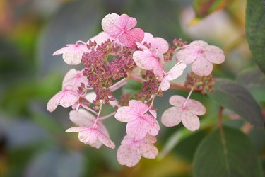 Autumn pink color Oakleaf Hydrangea