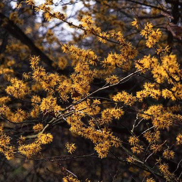 witch hazel