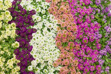 Alyssum