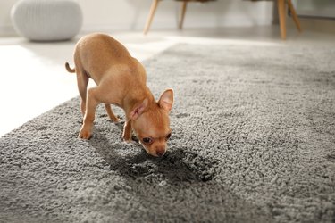Cute Chihuahua puppy near wet spot on carpet indoors