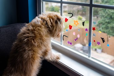 Small furry dog looks out window with kid's stickers on it