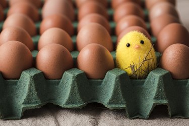 Egg carton with chicken toy