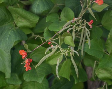 Scarlet Runner Beans growing on the Vine