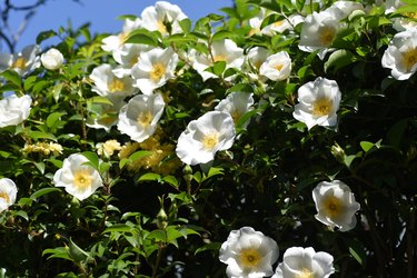 Cherokee rose (Rosa laevigata) blossoms.