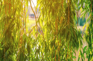 Green branches of a weeping willow over the river in the sunlight.