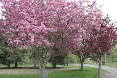 Lilac Trees