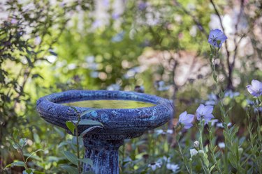 Beckoning Ancient Birdbath