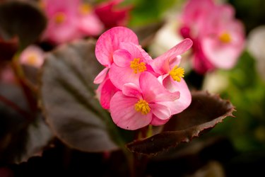 Begonia cucullata, semperflorens, wax begonia pink booming flowers in the garden