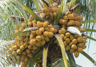 craft using coconut leaf, craft using coconut leaf Manufacturers