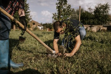 Planting trees in fall