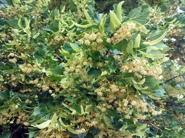 Linden tree flowers clusters