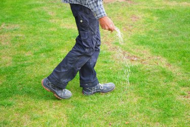 one man farmer is fertilizing the lawn soil. male hand of worker, Fertilizer For Lawns in springtime for the perfect lawn. lawn fertilizer in man's hand on garden background.