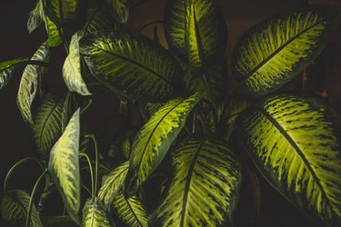 Dieffenbachia plant