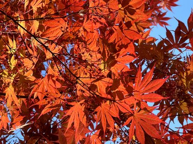 Japanese Maple