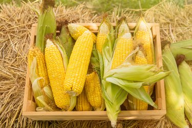 Corn in basket