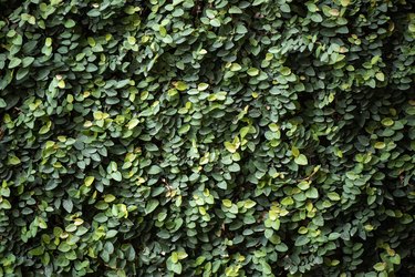 Full Frame Shot Of Ivy Wall