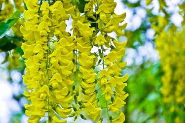 Golden rain tree cassia fistula laburnum flower yellow spring