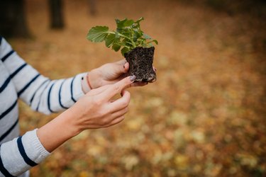 Woman's hands showing young seedling