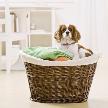 Dog in laundry basket