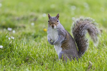 Squirrel on the lookout for food early morning