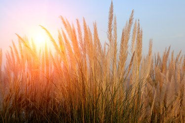 Pampas grass background