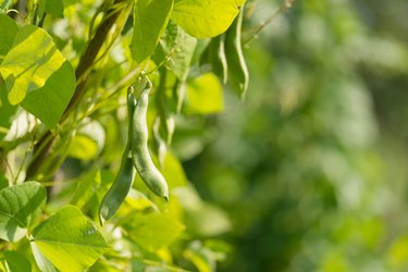 Green pods of kidney bean in the garden