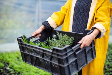 Woman holding a plants crate working in greenhouse