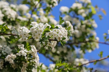Flowers of common hawthorn blooming in the spring.