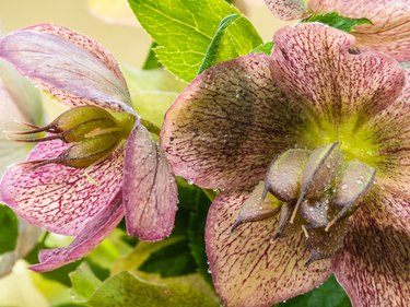 Lenten rose with its seed pods approaching maturity