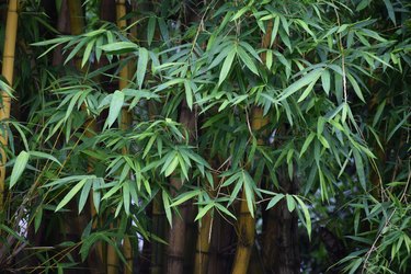 Majestic ,large yellow golden bamboo plant, looking beautiful in rains. Bambusa vulgaris. Poaceae family.